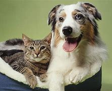 The Pet Corner